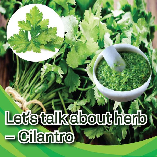 Let’s talk about herb – Cilantro